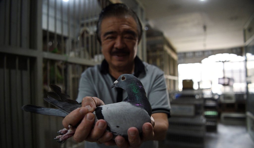 Jaime Lim, one of the Philippines’ best-known pigeon fanciers. Photo: AFP Jaime Lim, one of the Philippines’ best-known pigeon fanciers. Photo: AFP