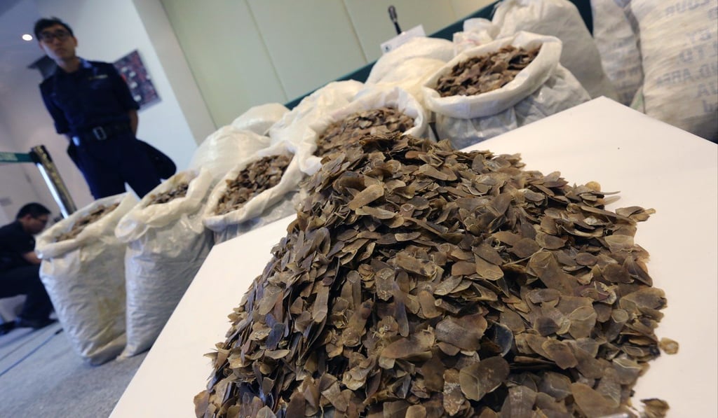 Pangolin scales intercepted by Hong Kong customs. Photo: Handout