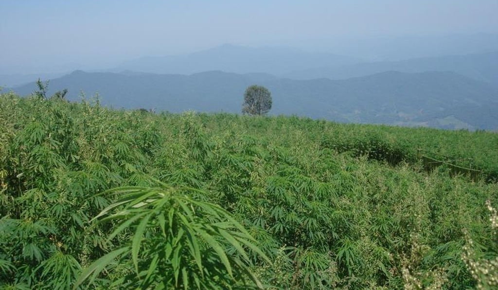 A hemp farm in Xishuangbanna, Yunnan. Archaeological studies suggest cannabis is a plant that is native to China. Photo: Handout
