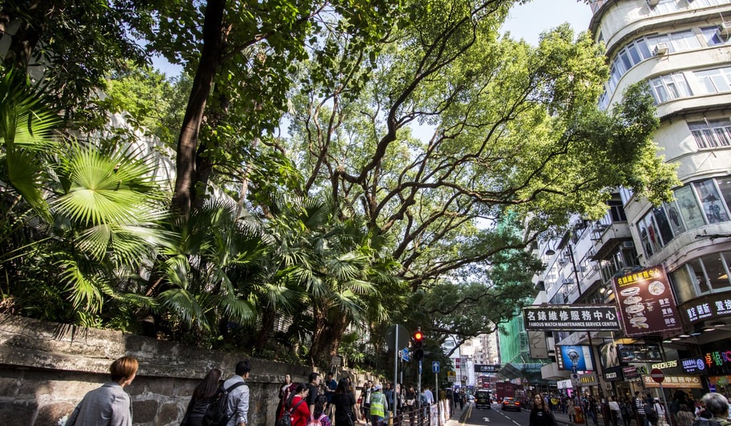 A row of historic camphor trees along Haiphong Road, on the southern edge of Kowloon Park. Photo: Christopher DeWolf