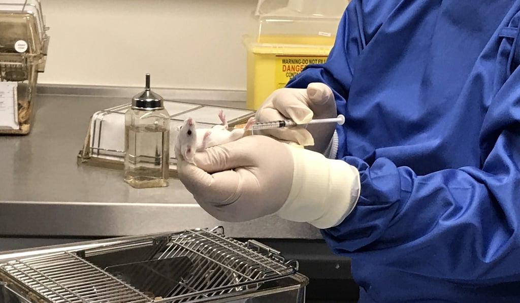 A laboratory staff demonstrating procedures involved in a mice experiment. Photo: Elizabeth Cheung