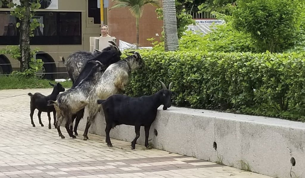 Wild boars make way for greedy goats as Hong Kong animal invasion