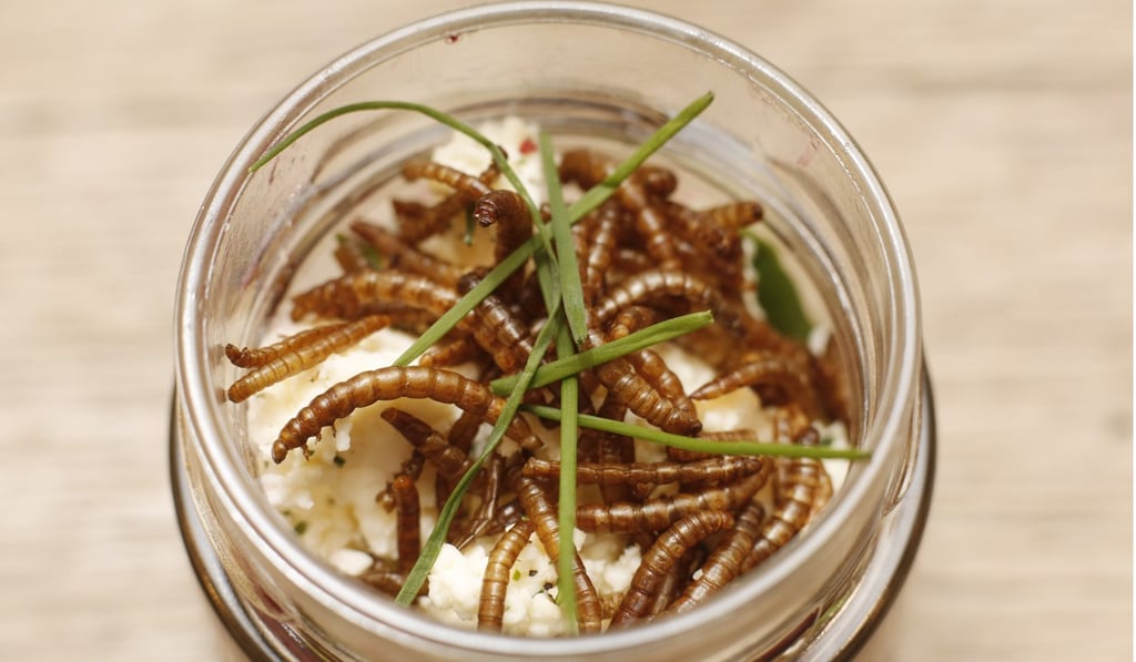 Mealworms have typically been used for pet food for reptiles, fish and birds, and they are also used for fishing bait. Photo: AFP