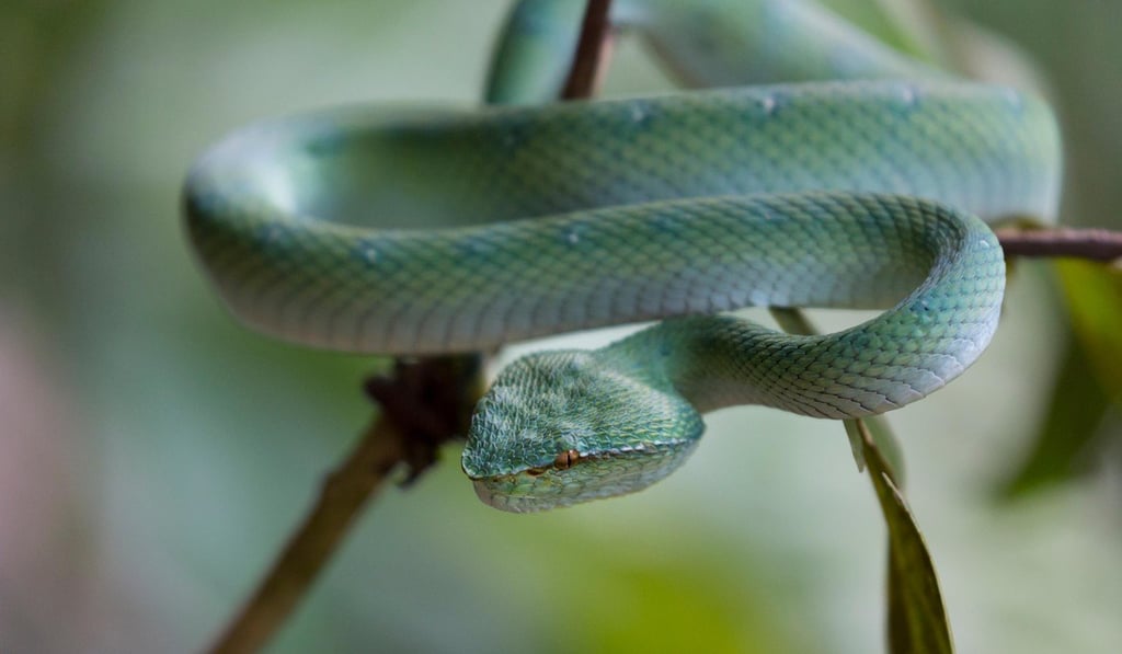 Fear of snakes is a common phobia. Photo: Alamy Fear of snakes is a common phobia. Photo: Alamy