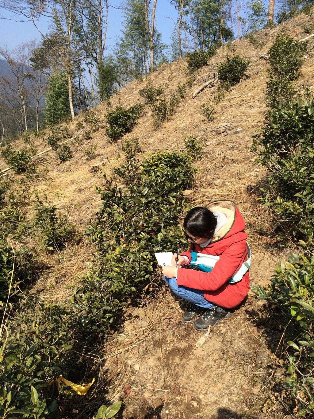 Yanbing, a tea engineer and partner of Inari, records tea garden data in Masu, Tongmuguan, Wuyishan.