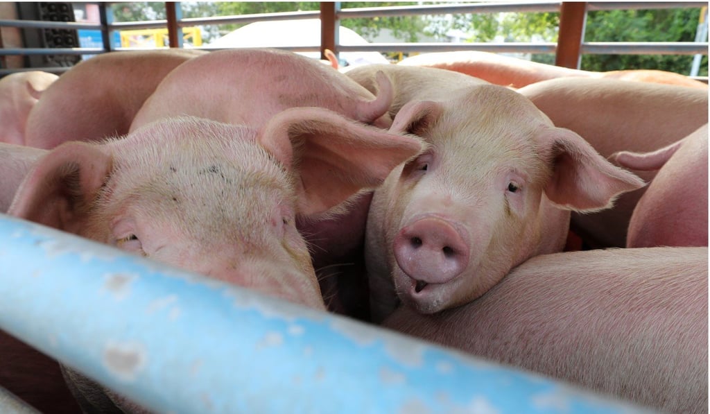 Hong Kong imports about 4,000 pigs per day from the mainland. Photo: Winson Wong