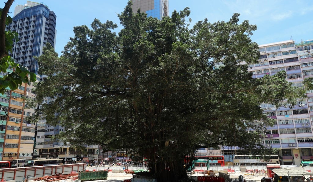 A Chinese banyan tree is seen with a poor barrier to protect the tree, at the demolition site of the Old Water Supplies Department, Mong Kok. SCMP / Edmond So