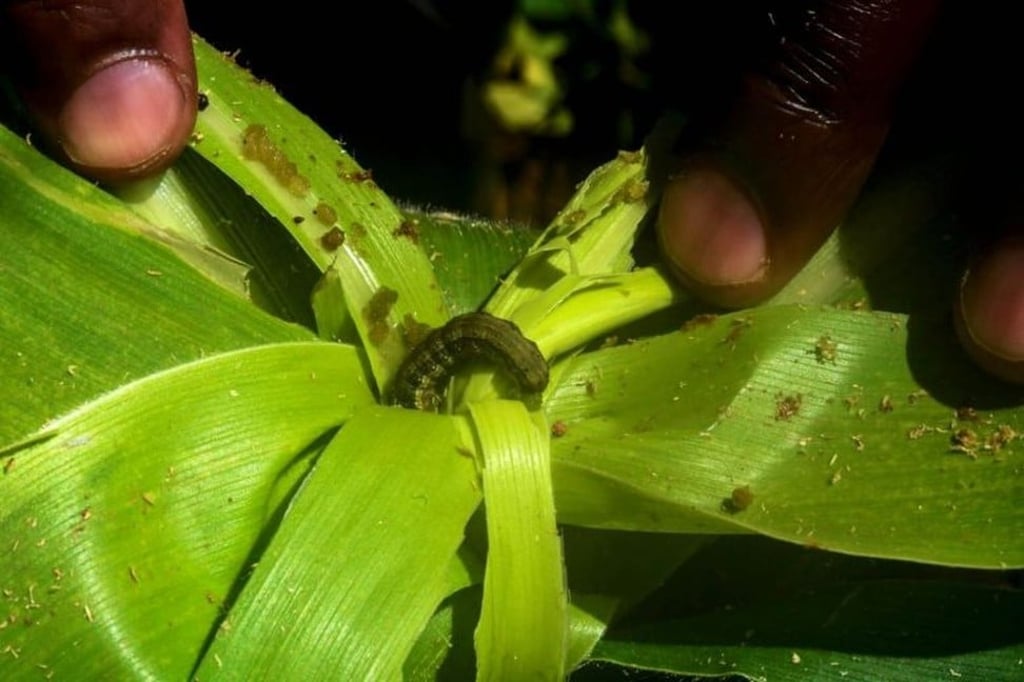 An undated photo of the fall armyworm, which is believed to have been accidentally brought to Asia from South America, its native home, by sea or air cargo.PHOTO: AFP