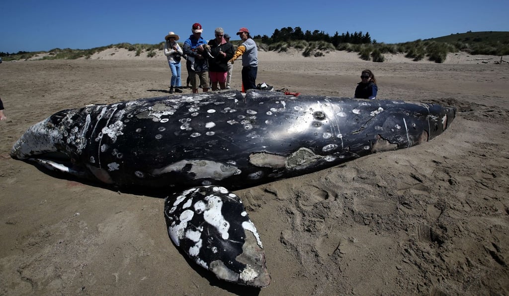 Barbie Halaska (centre), necropsy manager with The Marine Mammal Centre, talks to beachgoers about a dead juvenile grey whale on Limantour Beach at Point Reyes National Seashore in May. Photo: AFP Barbie Halaska (centre), necropsy manager with The Marine Mammal Centre, talks to beachgoers about a dead juvenile grey whale on Limantour Beach at Point Reyes National Seashore in May. Photo: AFP