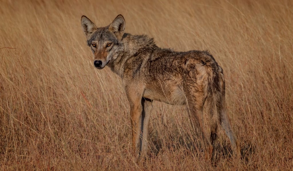 The Indian wolf is a subspecies of grey wolf that ranges from Southwest Asia to the Indian Subcontinent. Photo: Shutterstock