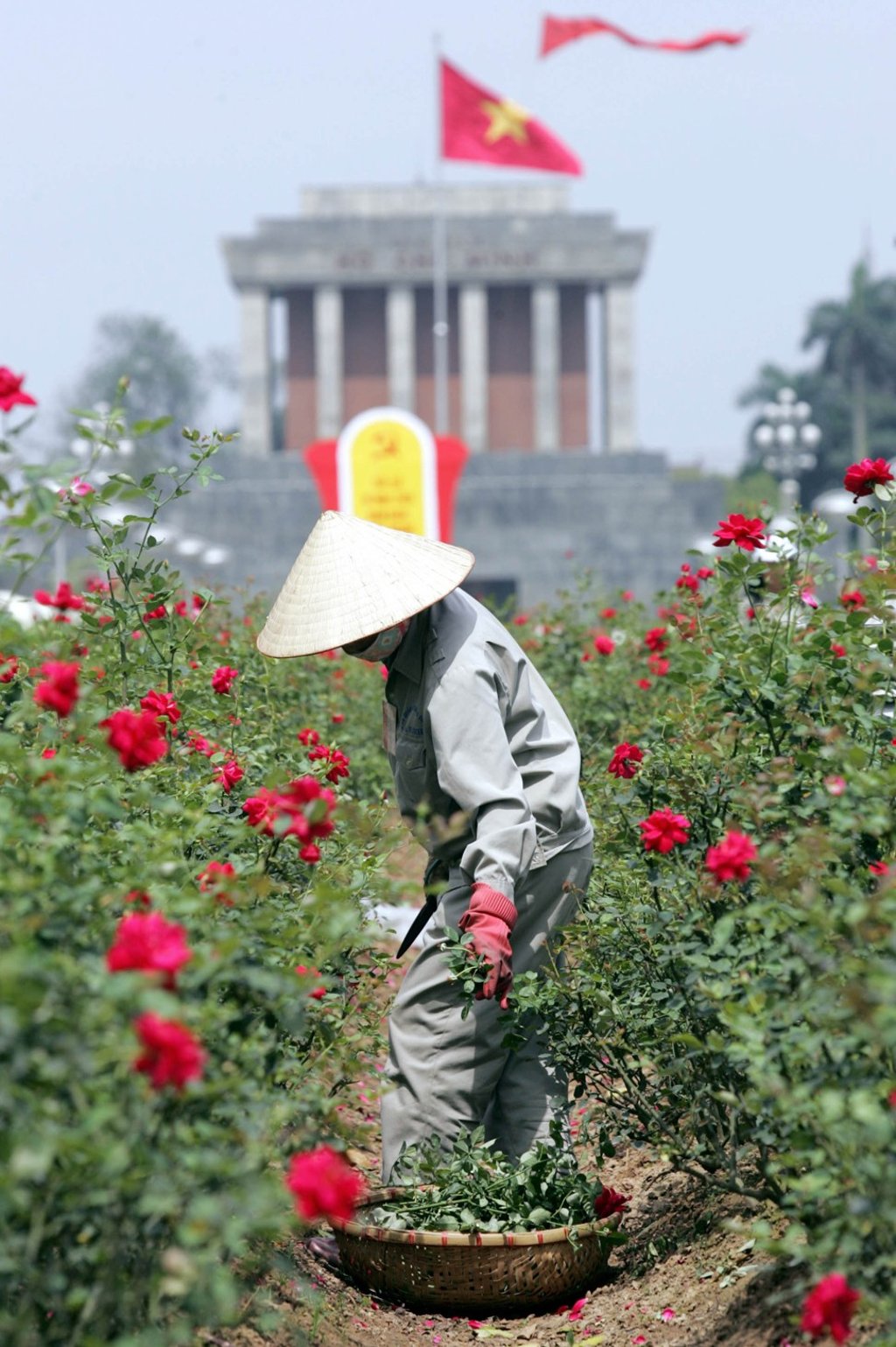 A worker tends rose flowers at a garden in front of the mausoleum of late president Ho Chi Minh in Hanoi. Photo: AFP