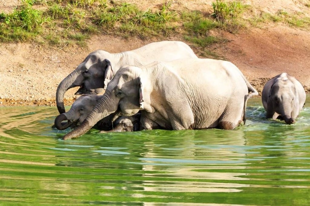 Elephant sanctuary in Hua Hin. Photo: Klook Elephant sanctuary in Hua Hin. Photo: Klook