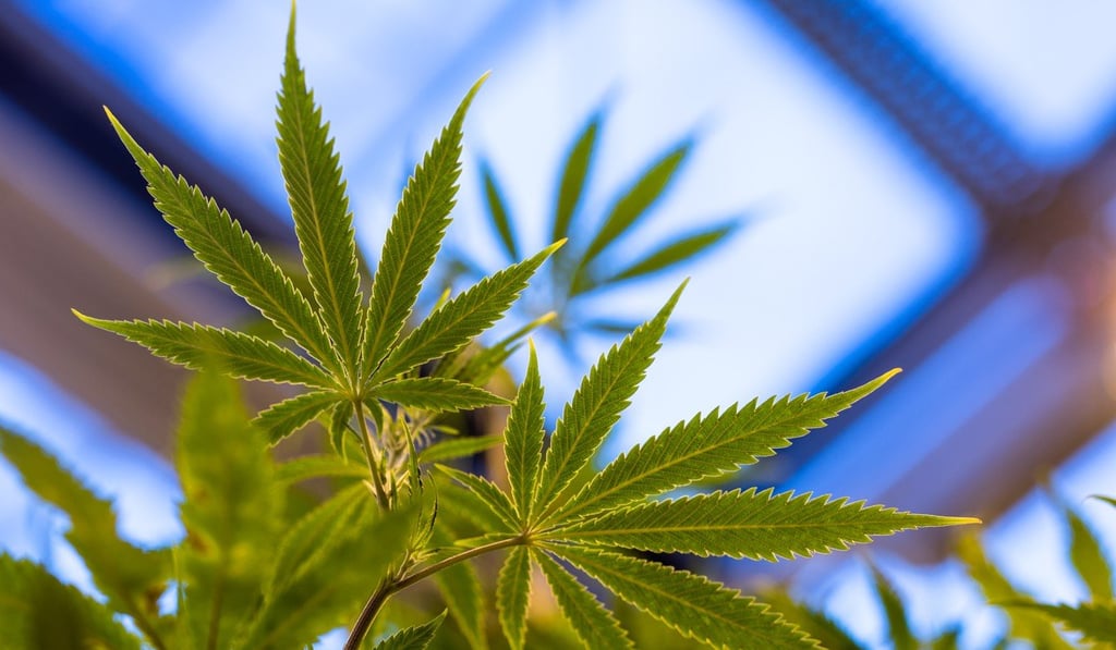 The legal marijuana industry is set to grow to US$272 billion over the next decade, according to investment bank Barclays. Photo: Bloomberg