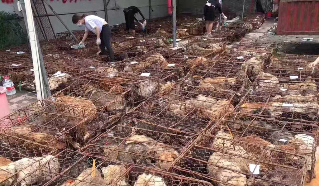 Chinese animal activists intercepted a truck loaded with more than 1,000 dogs trapped in cages heading for the slaughterhouse. Photo: Natalie Phan
