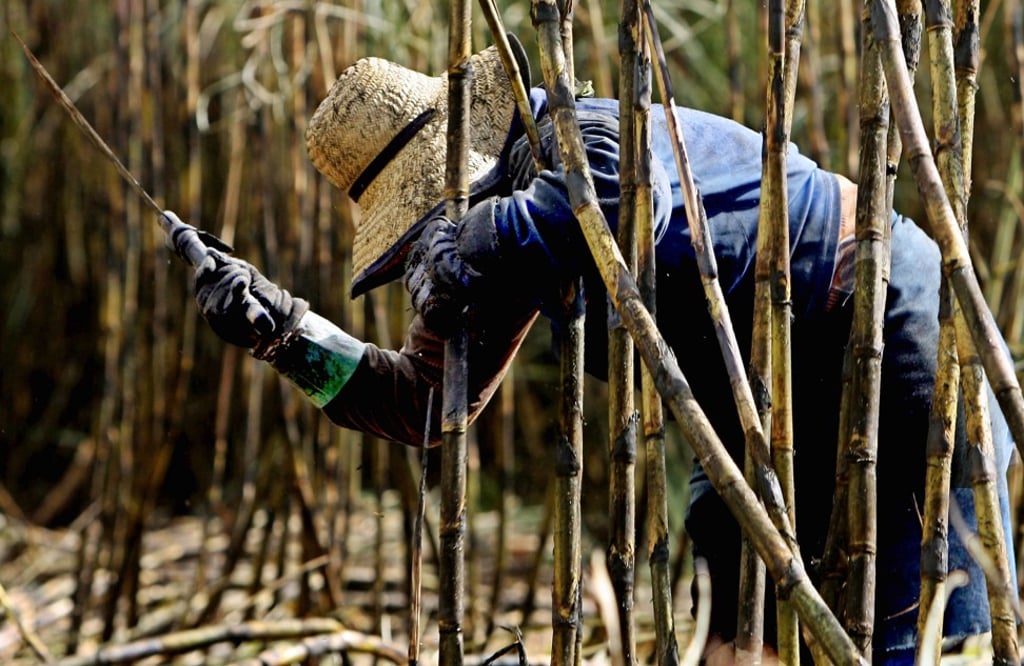 A sugar cane plantation in Guariba, in São Paulo state. Photo: AFP