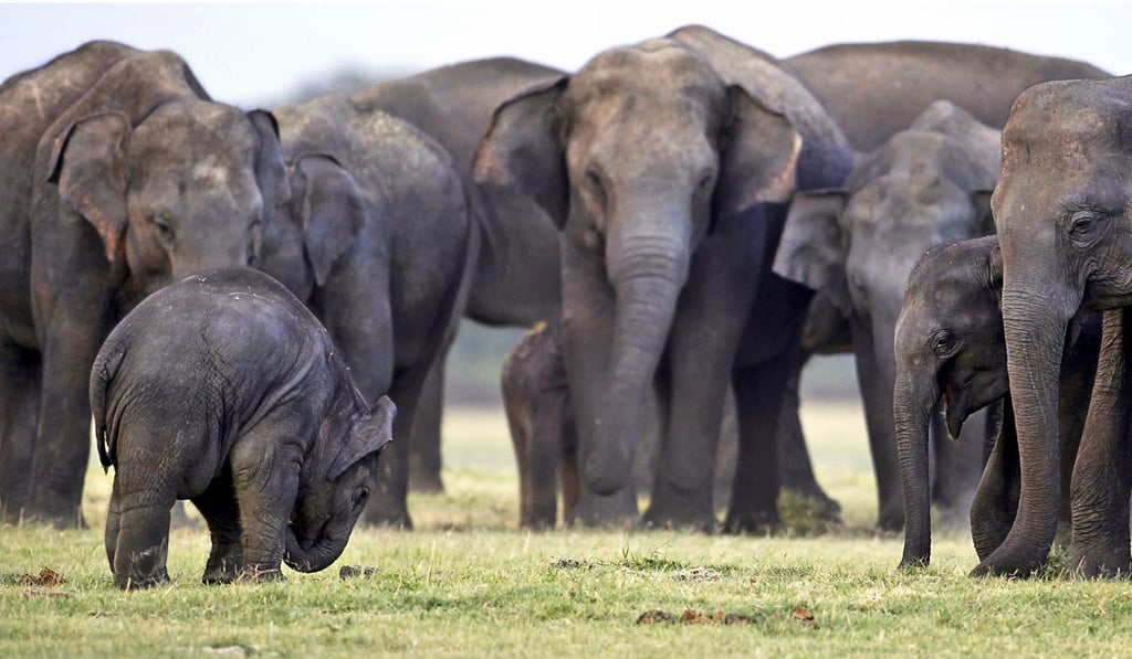 The calves were believed to have been stolen from their herds in 2014-2015. Photo: AP