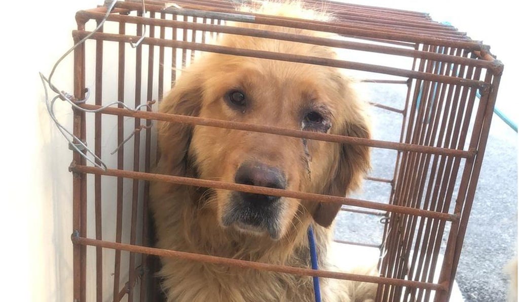 The dogs were a mix of German shepherds, golden retrievers and a Rottweiler. Photo: VShine