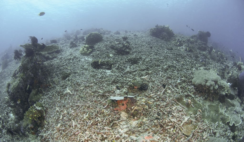 A coral reef destroyed by dynamite fishing off Raja Ampat, West Papua, Indonesia. New corals are not able to colonise the rubble. Photo: Alamy