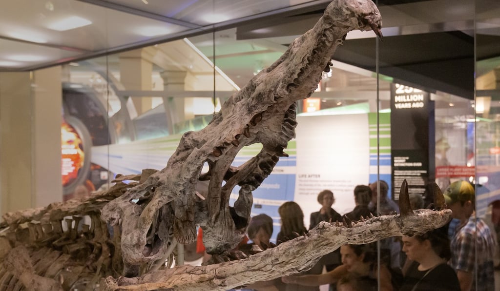 Visitors look at a phytosaur fossil, a crocodile-like creature which lived about 213 million years ago, at the Smithsonian Institute National Museum of Natural History in Washington on June 8. Photo: EPA-EFE Visitors look at a phytosaur fossil, a crocodile-like creature which lived about 213 million years ago, at the Smithsonian Institute National Museum of Natural History in Washington on June 8. Photo: EPA-EFE