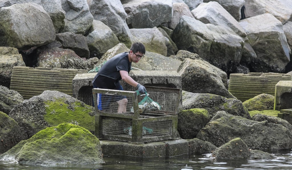 A HKU marine scientist places oysters at an “eco-shorelines” trial site at Ma Liu Shui pier on June 19. Photo: May Tse