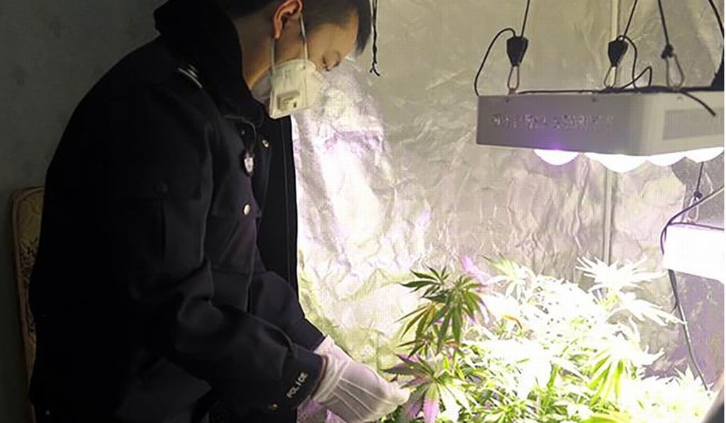 A student found growing marijuana at his home in Chengdu told state media he had become addicted to the drug when he was living in Canada. Photo: cnr.cn