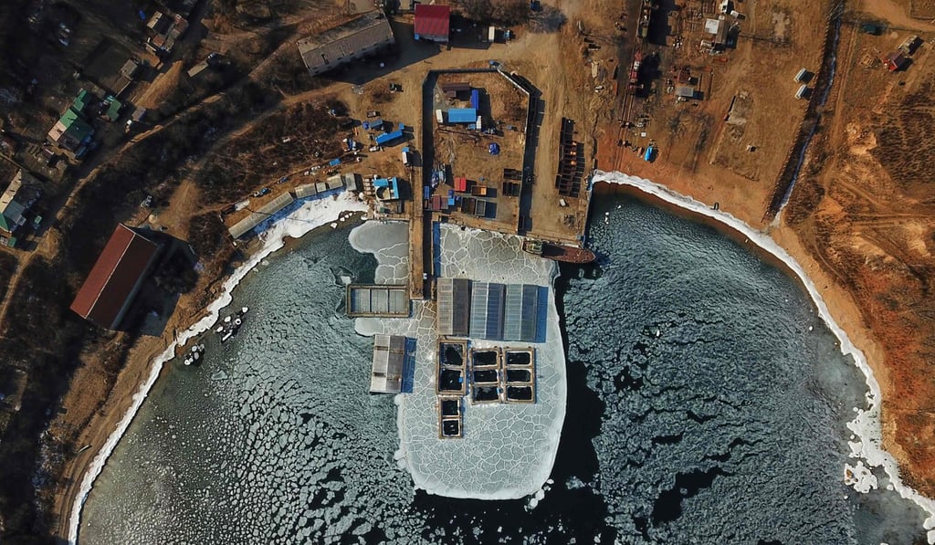 An aerial photo taken in January shows captured marine mammals at a holding facility in Srednyaya Bay in Nakhodka. Photo: AFP