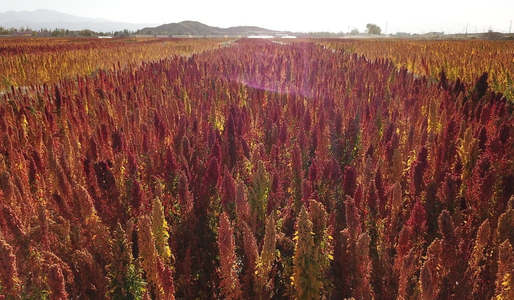 Quinoa fields at Wulan county in northwest China's Qinghai province in September 2017. Photo: Xinhua