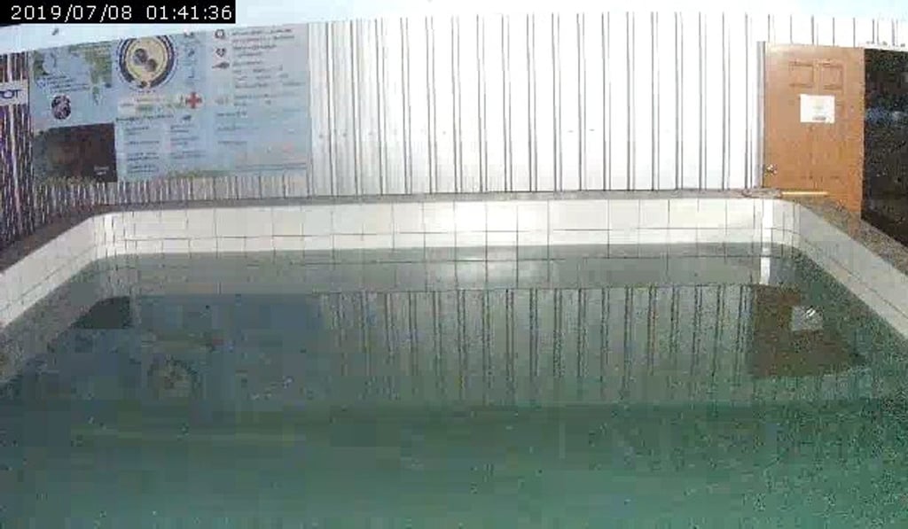 The sea cows are not always in front of the cameras. Photo: Department of Marine and Coastal Resources