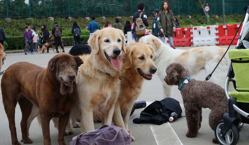 Bringing attention to the plight of canines at the Yulin Dog Meat Festival elicited a variety of responses. Photo: Edmond So