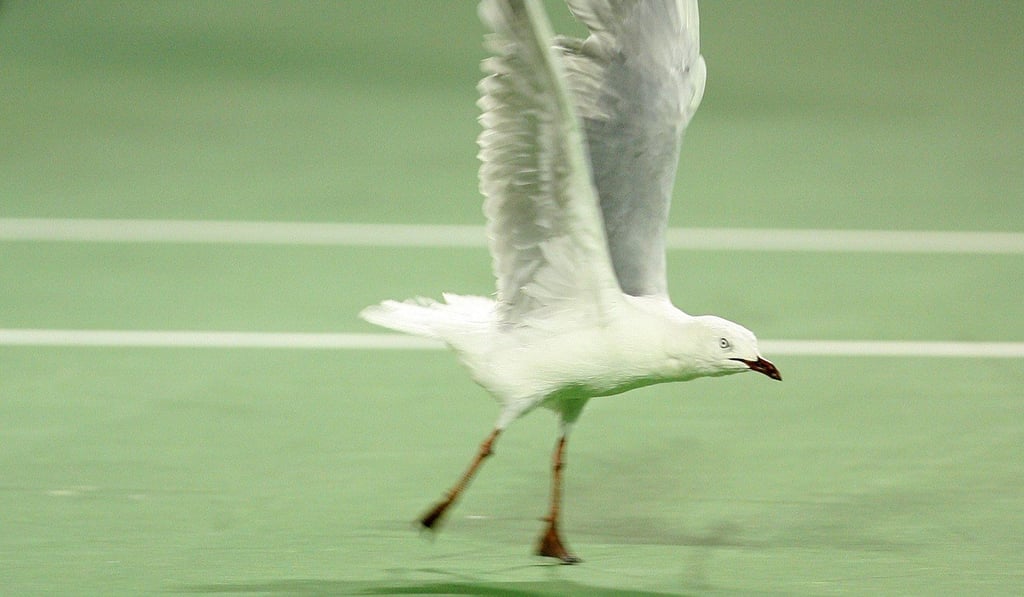 A seagull in Melbourne. Photo: AFP