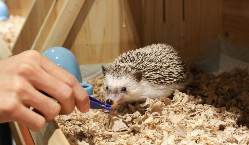 Visitors to the cafe can help feed the hedgehogs if they take the tour. Photo: K.Y. Cheng