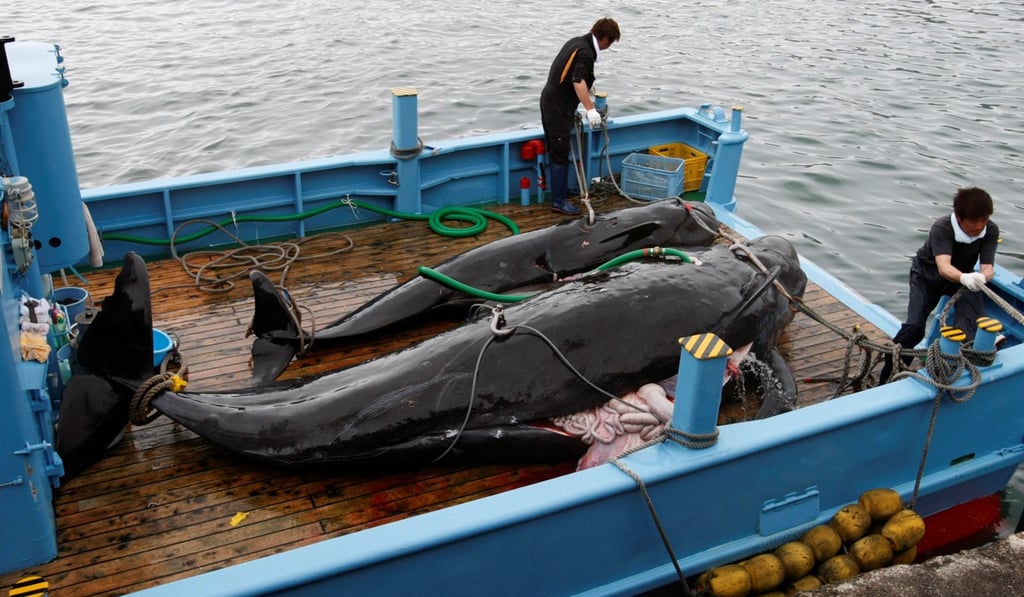 Captured short-finned pilot at Taiji. File photo: Reuters