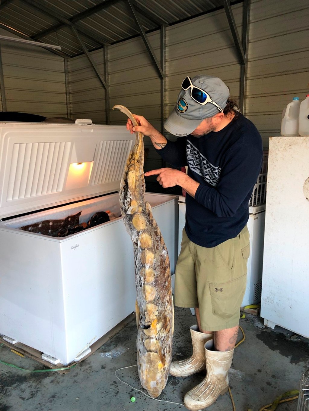 An ecologist holds a frozen Atlantic sturgeon on caught on Virginia's James River. Photo: AP An ecologist holds a frozen Atlantic sturgeon on caught on Virginia's James River. Photo: AP