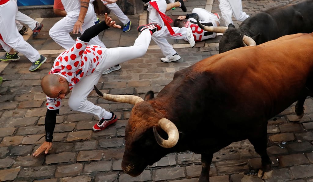A runner falls near bulls and steers at the San Fermin festival in Pamplona. Photo: Reuters
