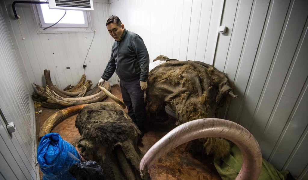 Valery Plotnikov, a palaeontologist at the Yakutia Academy of Sciences, stands near collected tusks in his laboratory. Photo: AFP