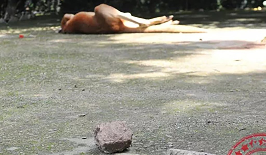 In April last year, a kangaroo died from its injuries at Fuzhou Zoo in Fujian province after visitors threw bricks and concrete at it. Photo: Sina.cn
