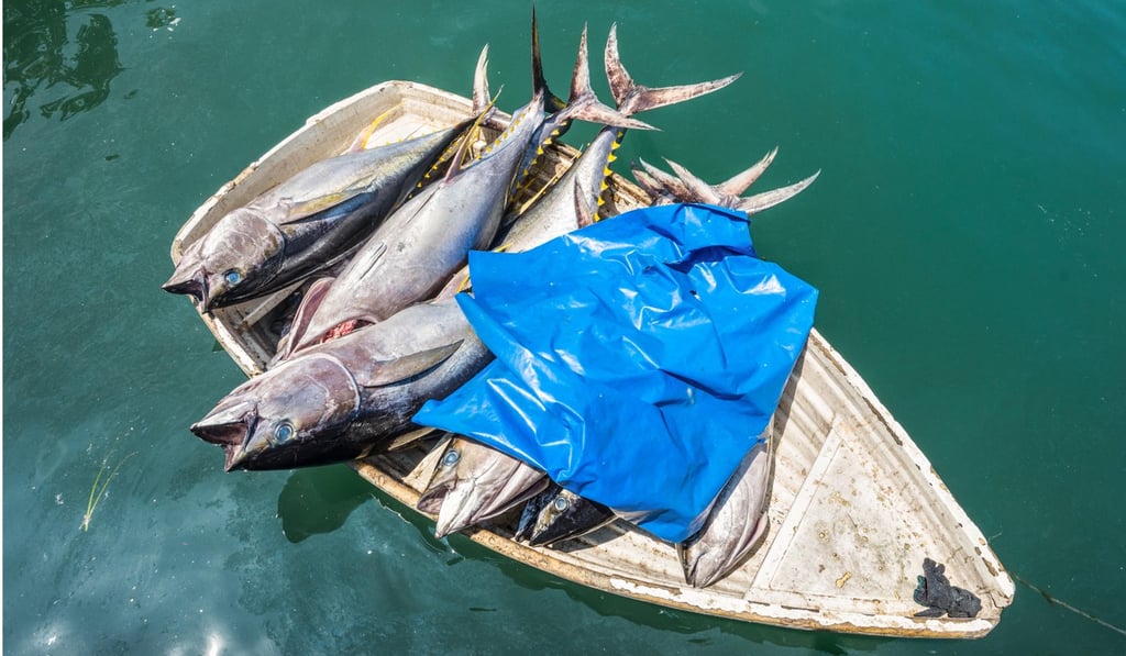 Fresh tuna for sale at a fish market in Malé, the Maldives. Photo: Alamy Fresh tuna for sale at a fish market in Malé, the Maldives. Photo: Alamy