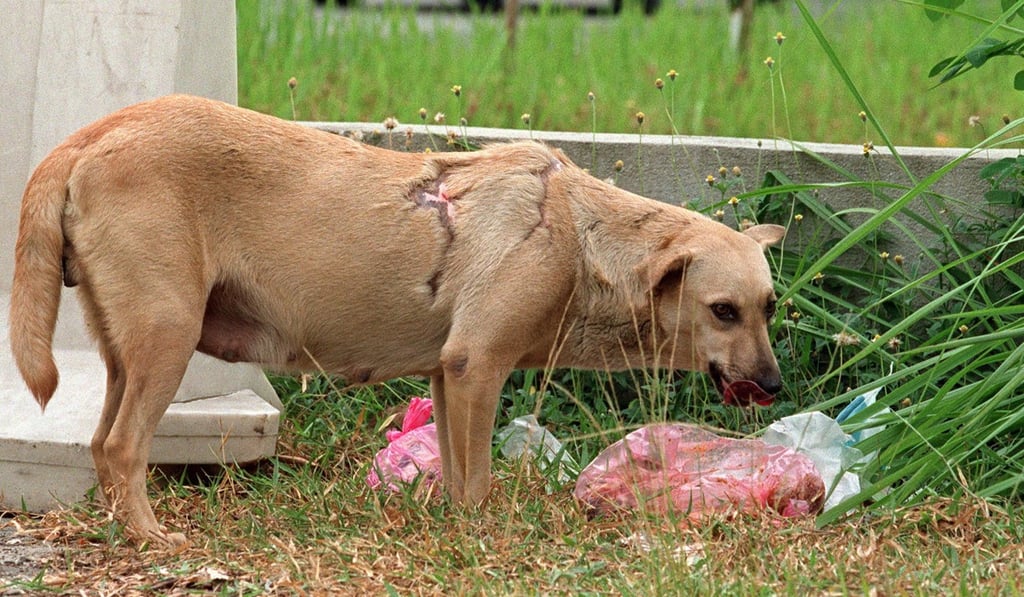 A stray dog forages for food in Negeri Sembilan, Malaysia. Photo: AFP A stray dog forages for food in Negeri Sembilan, Malaysia. Photo: AFP