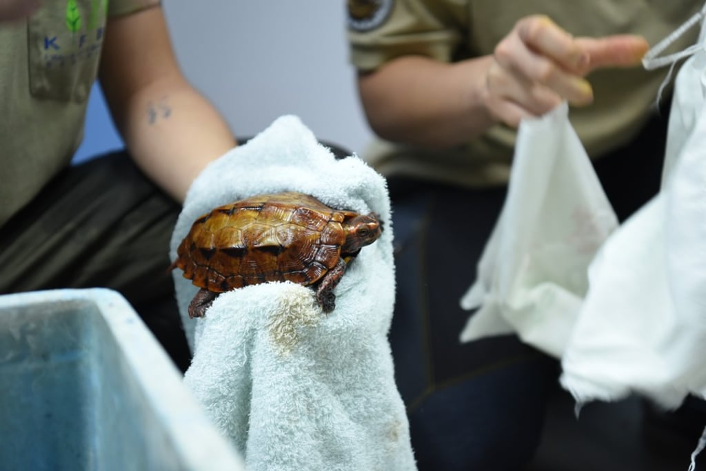 The smuggled turtles were looked after at Hong Kong’s Kadoorie Farm and Botanic Gardens before being sent back to Japan. Photo: KFBG