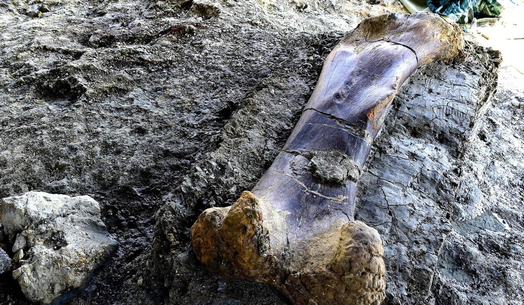 The 140-million-year-old femur of a sauropod weighs as much as an adult donkey or crocodile. Photo: AFP