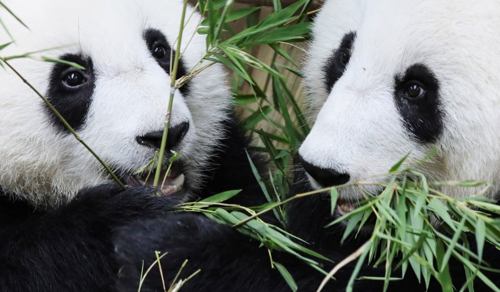 Yi Yi (left) plays with her mother Liang Liang during her naming ceremony at Malaysia’s National Zoo. Photo: Reuters