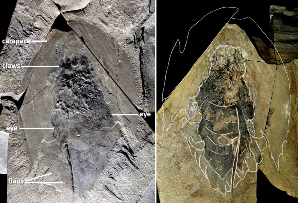 A complete fossil unearthed in Kootenay National Park in the Canadian Rockies. Photo: Reuters