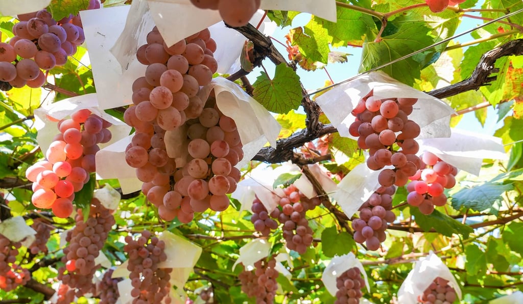 Grapes are one of the reasons Yamanashi is known as the ‘kingdom of fruit’. Japan’s largest grape producer cultivates many varieties that can be enjoyed at different times.