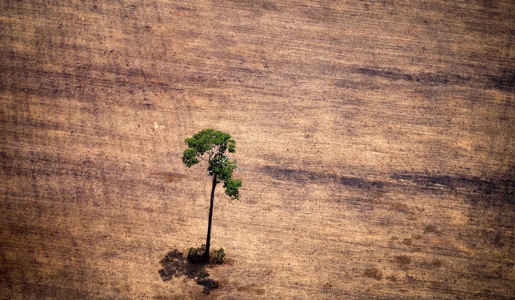 A lone tree stands sentinel in what used to be Amazon rainforest. Photo: AFP