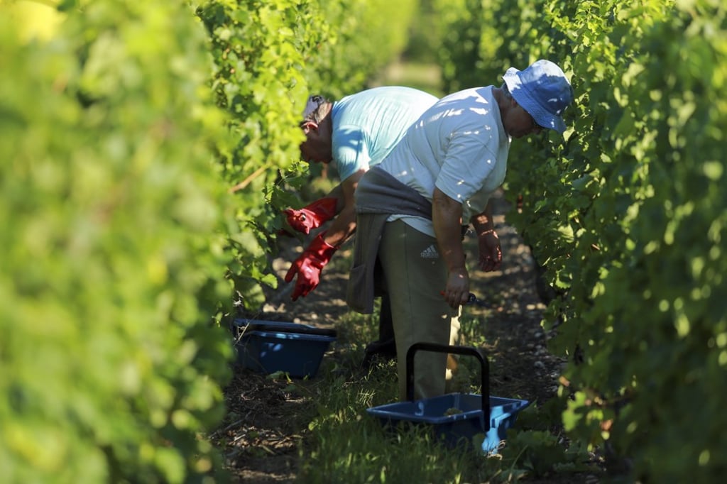 Harvesting white grapes in a vineyard at Chateau Carbonnieux in Leognan near Bordeaux, southwestern France. Photo: AFP