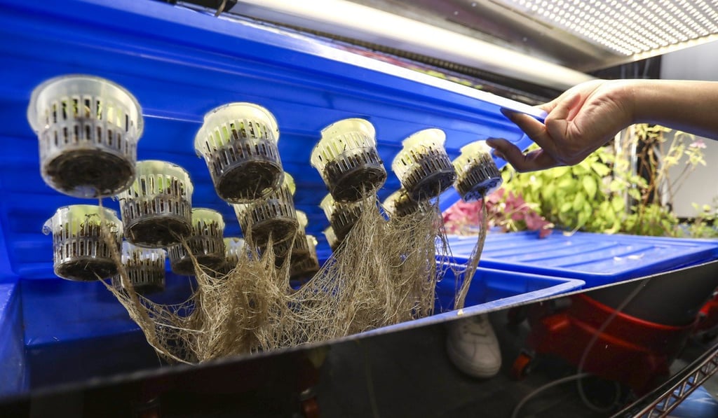 Farmacy grows vegetables and herbs hydroponically. Photo: Jonathan Wong