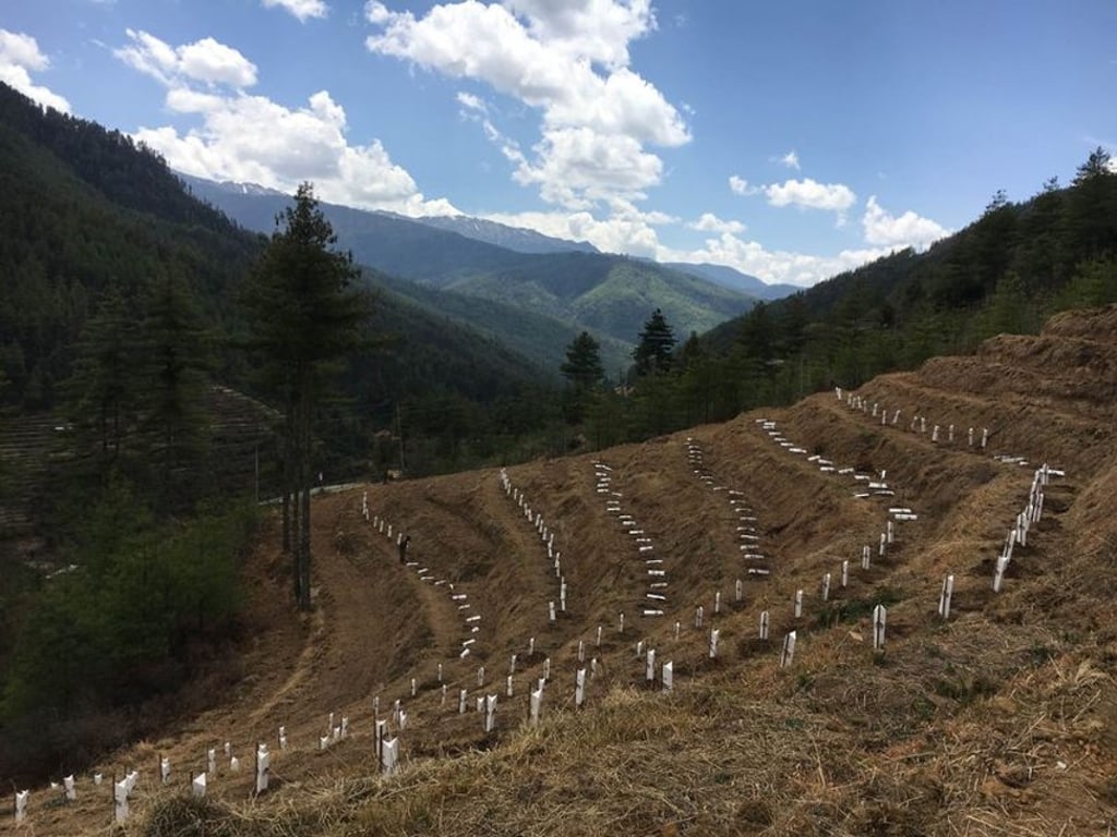 Bhutan’s terraced Yusipang vineyard, which sits at an altitude of 8,900 feet and was planted in April, includes grapes of cabernet franc and petit manseng. Photo: Bhutan Wine Company Bhutan’s terraced Yusipang vineyard, which sits at an altitude of 8,900 feet and was planted in April, includes grapes of cabernet franc and petit manseng. Photo: Bhutan Wine Company