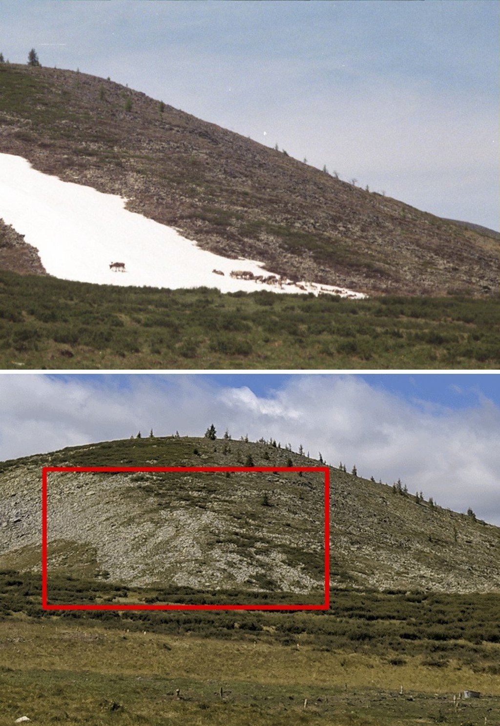 Reindeer on an ice patch in Mengebulag, northern Mongolia, in summer 2006 (top) and the same location in 2018, with no ice remaining. The ice melted completely for the first time in 2017, threatening the area’s reindeer and causing the loss of any archaeological material that may have once remained. Photo: S. Nansalmaa/W. Taylor