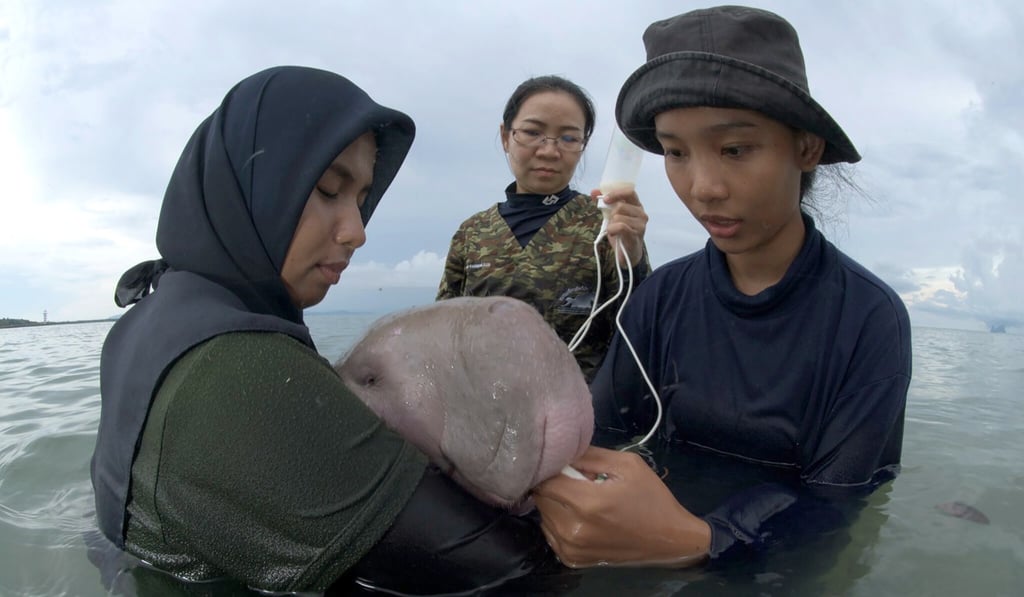 Officials of the Department of Marine and Coastal Resources feed milk to Marium, the baby dugong. Photo: AP