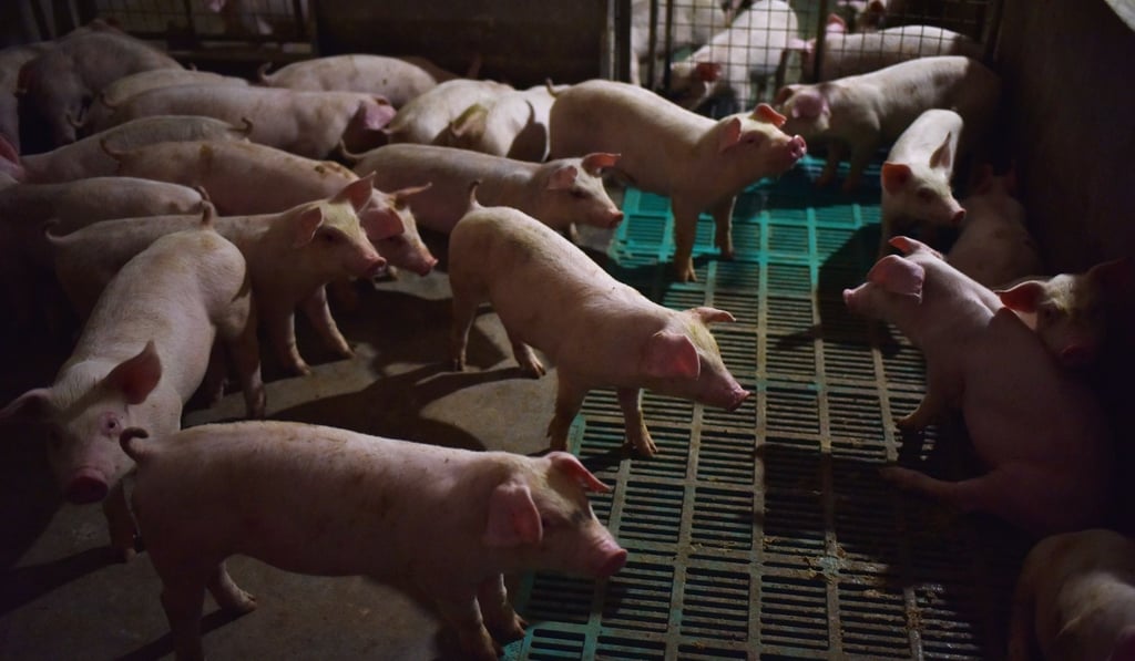 Piglets at a farm in Yiyang county, in China’s central Henan province. Photo: AFP